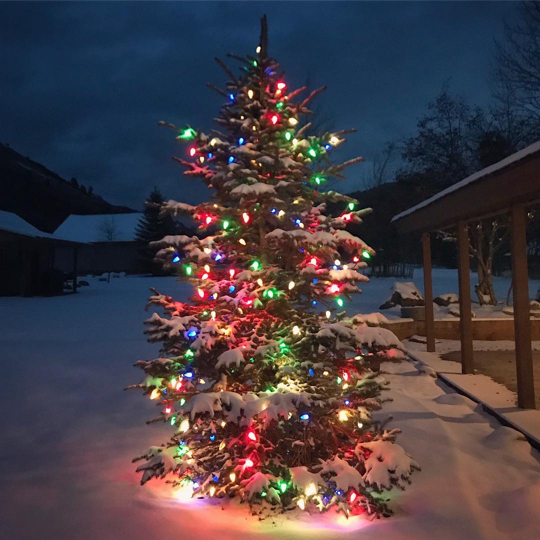 40+ Incredible Outdoor Christmas tree Decorations for the Creative Souls