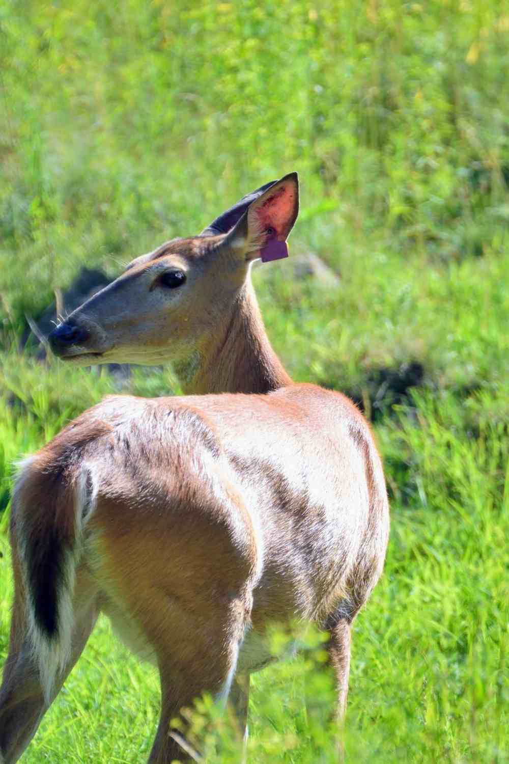 Interview Island wildlife sanctuary