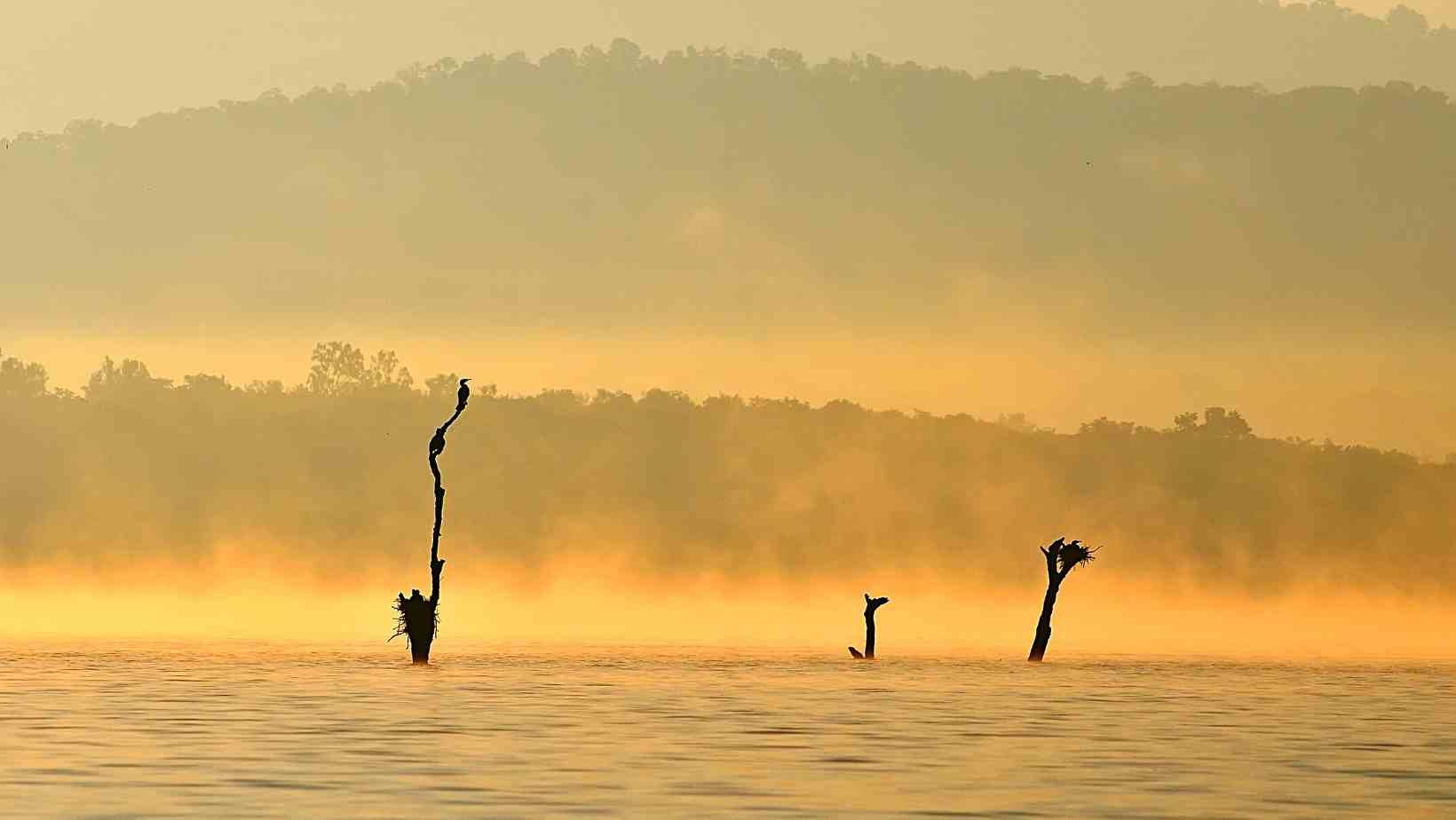 The Bhadra wildlife sanctuary